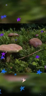 Forest mushrooms with stars, green lush background for mobile.