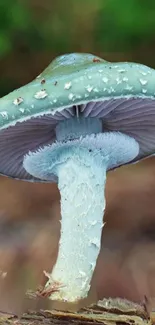 Mystical blue-green mushroom in forest setting wallpaper.