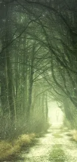 Misty forest path leads through enchanting woodland scenery.