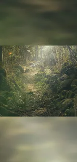 Serene forest path with sunlit trees and mossy rocks, perfect for nature wallpaper.