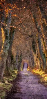 Enchanting forest path with towering trees and soft sunlight filtering through.