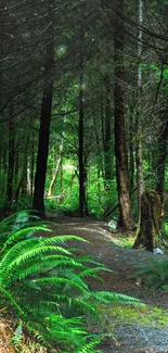 Enchanting forest path with vibrant greenery.