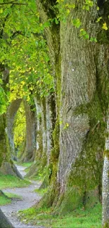 Enchanting pathway through dense forest trees.