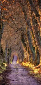 Sunlit forest pathway with autumn trees.