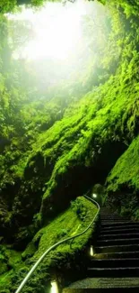 Lush green forest pathway with stone stairs and natural light.