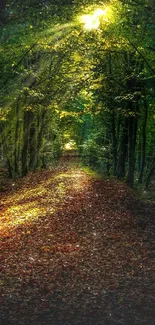 Forest pathway with sunlight streaming through lush green trees.