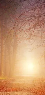 Enchanted autumn forest pathway with warm sunlight filtering through trees.