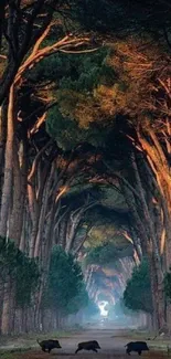 Tall trees forming a canopy over a peaceful forest path.