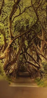 Enchanting forest tree tunnel with lush greenery.