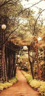 Autumn path in a forest with hanging lights and trees.