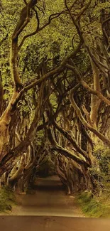 Enchanted forest pathway with twisted trees in natural arch.