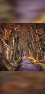 A beautiful forest pathway with tall, rustic trees in autumn colors.