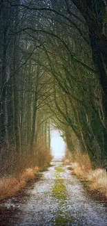 Enchanting forest pathway with towering trees and a mystical atmosphere.