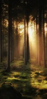 Forest sunrise with sunlight streaming through tall trees.