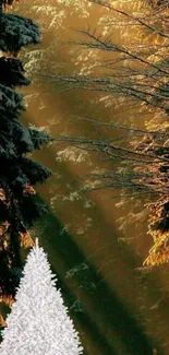 Sunlit forest with snow-covered trees in winter.