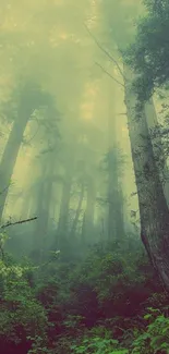 Misty forest with tall trees and lush greenery creating a serene ambiance.