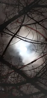 Moonlit night with tree silhouettes and starry sky.