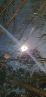 Night forest with moonlight filtering through tree branches.