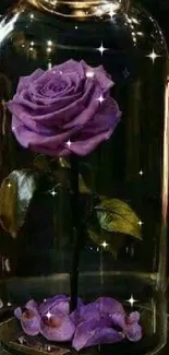 A vivid purple rose encased in a glass dome on a dark background.