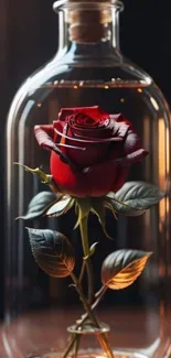 Vivid red rose in a glass jar, elegant mobile wallpaper.