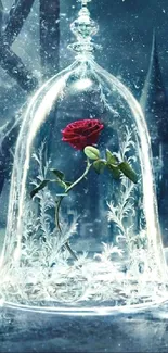 Mystical rose under glass with dark blue background.