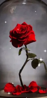 Vibrant red rose under a glass dome on a gray background.