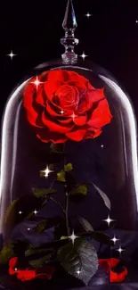 Enchanting red rose under a glass dome on a dark background.