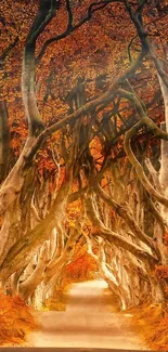 Enchanting autumn forest path with vibrant tree colors.