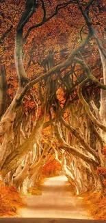 Autumn forest path with twisted trees and vibrant leaves.