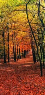 Vibrant autumn forest path surrounded by colorful leaves.