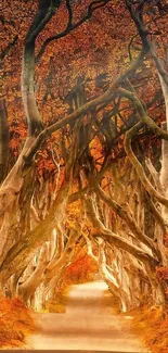 Autumn tree tunnel with vibrant orange foliage.