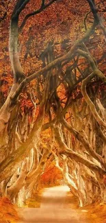 Enchanting autumn tree tunnel with bright orange foliage.