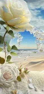 White rose with beach background on mobile wallpaper.