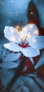 Delicate white blossom against a dark blue night background.