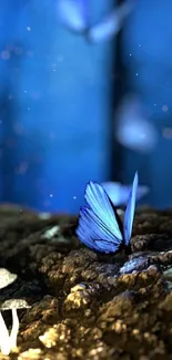 Blue butterfly on forest floor with mushrooms.