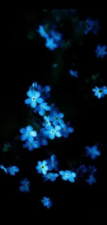 Mobile wallpaper featuring blue flowers on a dark background.