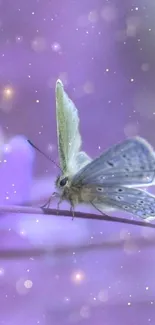 A delicate butterfly rests on a purple background.