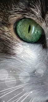 Close-up of a cat's eye with green iris and detailed fur texture.