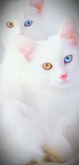 White cats with striking blue and yellow eyes stare.