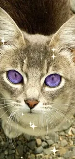 Gray cat with striking purple eyes sitting on rocks.