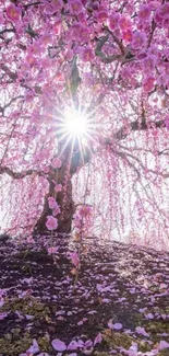 Cherry blossom tree with sunlight filtering through pink petals in a serene scene.