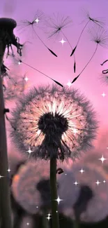 Dandelion silhouette with sparkles against a purple dusk sky.