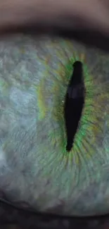 Close-up of a mystical dragon's green eye with a slit pupil.