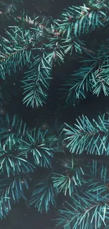 Close-up of green pine needles with a serene background.