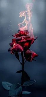 A captivating image of a fiery rose with a dark backdrop.