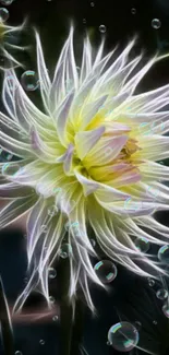 Ethereal flower with bubbles on dark background.