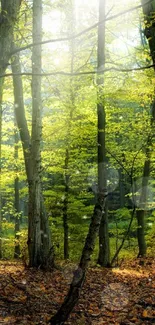 Sunlit forest with green trees and autumn leaves mobile wallpaper.