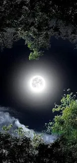 Full moon illuminating a lush forest at night.