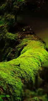 Close-up of vibrant green forest moss creating a serene background.