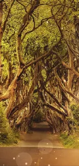 Mystical forest path with arching trees and sunlight.